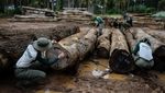 Petugas Lingkungan Brasil Gerebek Penebangan Liar di Amazon, Sita Ribuan Kayu