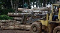 Penggerebekan tersebut mengawali proyek selama setahun yang disebut Operasi Maravalha, yang dinamai berdasarkan jenis serbuk gergaji, di negara bagian Amazonas, Para, dan Rondonia. Pemerintah memperkirakan Maravalha akan menjadi operasi terbesar dalam jenisnya selama lebih dari lima tahun.