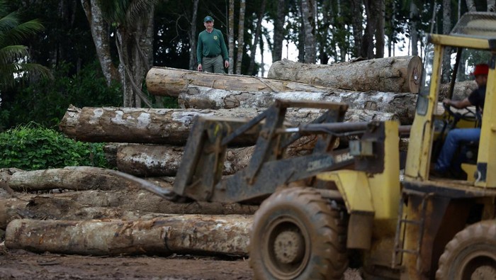 Agents of the ICMBio (Chico Mendes Institute for Biodiversity Conservation) and Brazilian Institute for the Environment and Renewable Natural Resources (IBAMA) inspect logs seized from the Amazon rainforest during an operation to combat deforestation, at a sawmill in Nova California, Rondonia State, Brazil February 8, 2025. REUTERS/Ueslei Marcelino