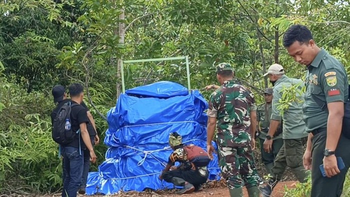 Petugas saat mengevakuasi harimau Sumatera di Pesisir Barat Lampung.
