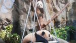 Potret Gemas Bayi Panda Kembar Saat Tampil Perdana di Hong Kong