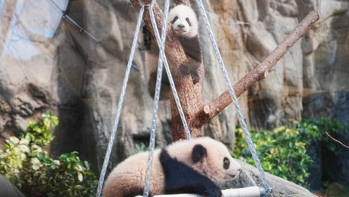 Panda cubs play during a debut ceremony for the 6-month-old twin panda cubs, at the Ocean Park in Hong Kong, China February 15, 2025. Picture taken through glass REUTERS/Lam Yik TPX IMAGES OF THE DAY