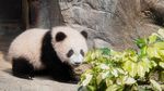 Potret Gemas Bayi Panda Kembar Saat Tampil Perdana di Hong Kong