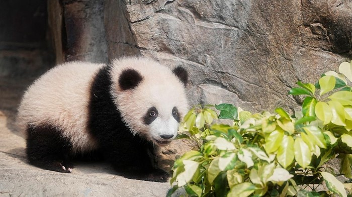 Potret Gemas Bayi Panda Kembar Saat Tampil Perdana di Hong Kong Panda cubs play during a debut ceremony for the 6-month-old twin panda cubs, at the Ocean Park in Hong Kong, China February 15, 2025. Picture taken through glass REUTERS/Lam Yik TPX IMAGES OF THE DAY