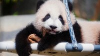 Ibu mereka, Ying Ying, membuat sejarah tahun lalu sebagai panda raksasa tertua yang pernah melahirkan, melahirkan si kembar hanya sehari sebelum ulang tahunnya yang ke-19. Sejak saat itu, dekorasi, pernak-pernik, dan promosi bertema panda telah bermunculan di seluruh Hong Kong, memicu obsesi panda di seluruh kota.  