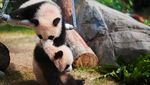 Potret Gemas Bayi Panda Kembar Saat Tampil Perdana di Hong Kong