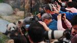 Potret Gemas Bayi Panda Kembar Saat Tampil Perdana di Hong Kong