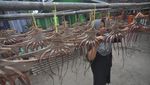Melihat Produksi Olahan Gurita di Kabupaten Kaur