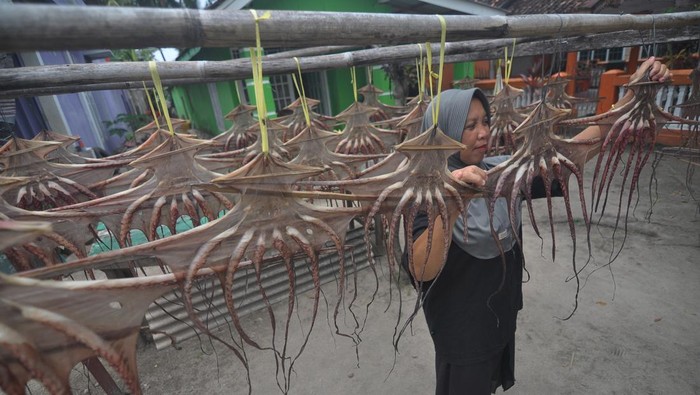 Pelaku usaha menjemur gurita di pekarangan rumah di Kabupaten Kaur, Bengkulu, Senin (17/2/2025). Produksi olahan gurita tersebut selain untuk pasar lokal juga dijual ke berbagai daerah dengan harga Rp80.000-Rp200.000 sesuai kemasan, sedangkan gurita kering nonolahan seharga Rp50.000-Rp150.000 per ekor tergantung ukuran. ANTARA FOTO/Muhammad Izfaldi/tom.