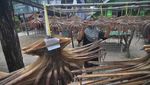Melihat Produksi Olahan Gurita di Kabupaten Kaur