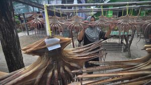Melihat Produksi Olahan Gurita di Kabupaten Kaur