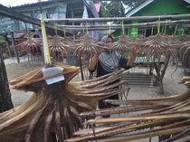 Melihat Produksi Olahan Gurita di Kabupaten Kaur