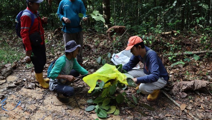 Proses pengambilan sampel daun macaranga.