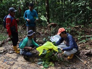 Penelitian Ekstrak Daun Macaranga di Kutim, Bisa Jadi Obat Kanker-Skincare