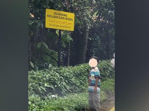 Pengunjung Taman Safari yang Turun dari Mobil di Area Satwa Bakal Di-blacklist!