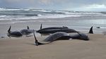 157 Paus Pembunuh Palsu Terdampar di Pantai Australia