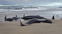 Ikatan sosial kuat yang dimiliki false killer whale dan spesies cetacea lainnya diduga membuat mereka mengikuti sesamanya ke dalam mara bahaya. (Jocelyn Flint via AP)