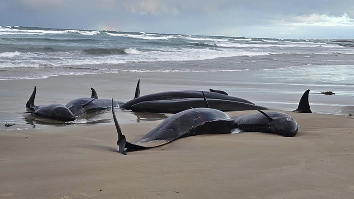 157 Paus Pembunuh Palsu Terdampar di Pantai Australia In this photo provided by Jocelyn Flint, false killer whales are stranded, Wednesday, Feb. 19, 2025, on a remote beach on near Arthur River inAustralia's island state of Tasmania. (Jocelyn Flint via AP)
