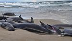 157 Paus Pembunuh Palsu Terdampar di Pantai Australia