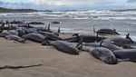 157 Paus Pembunuh Palsu Terdampar di Pantai Australia
