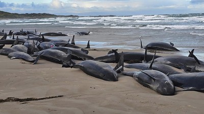 157 Paus Pembunuh Palsu Terdampar di Pantai Australia