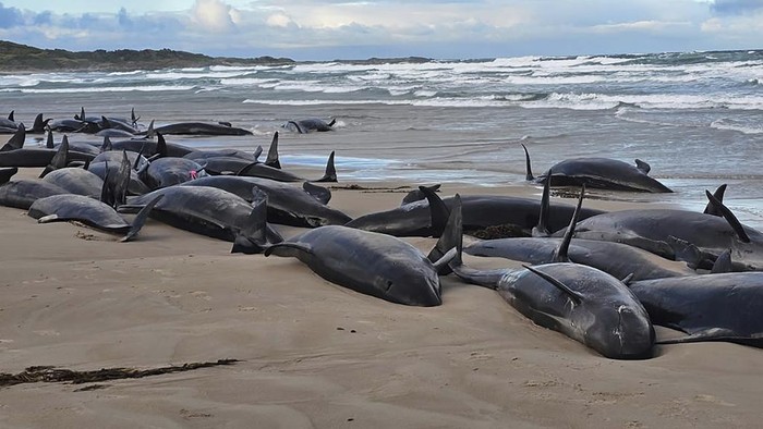 In this photo provided by Jocelyn Flint, false killer whales are stranded, Wednesday, Feb. 19, 2025, on a remote beach on near Arthur River inAustralia's island state of Tasmania. (Jocelyn Flint via AP)