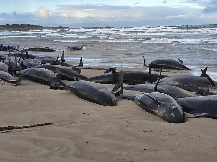 157 Paus Pembunuh Palsu Terdampar di Pantai Australia