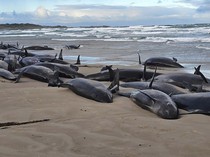 157 Paus Pembunuh Palsu Terdampar di Pantai Australia