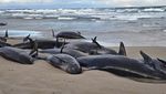 157 Paus Pembunuh Palsu Terdampar di Pantai Australia