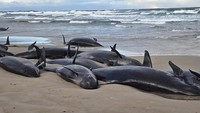 Penyebabnya masih belum dipastikan. Ada dugaan kalau polusi suara mengacaukan sonar mamalia laut ini dan membuat mereka tersesat. Ada juga kemungkinan kalau mereka mengejar mangsa sampai ke perairan dangkal dan akhirnya terjebak, dilansir laman Animal Diversity Web. (Jocelyn Flint via AP)