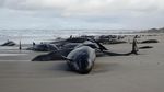 157 Paus Pembunuh Palsu Terdampar di Pantai Australia