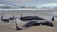 False killer whale, atau dalam bahasa Indonesia disebut paus pembunuh palsu, merupakan sejenis lumba-lumba berukuran besar yang menghuni hampir seluruh perairan laut Bumi. Mereka salah satu yang terbesar di keluarga lumba-lumba dengan bobot lebih dari satu ton dan panjang mencapai 6 meter. (Jocelyn Flint via AP)