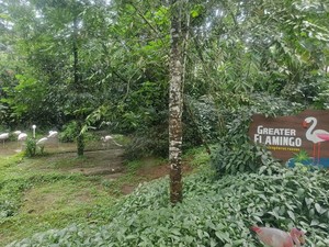 Pengunjung Taman Safari Bogor Keluyuran Bukan di Area Singa, tapi Flamingo