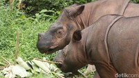 Delilah badak sumatera dan dan anaknya, Indra merupakan hewan yang terancam punah. Data SRS, populasi Badak Sumatera di dunia tidak lebih dari 70 ekor.