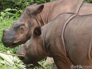 Terancam Punah, Badak Sumatera Ratu dan Delilah Bakal Punya Keturunan Baru!