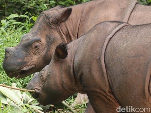 Terancam Punah, Badak Sumatera Ratu dan Delilah Bakal Punya Keturunan Baru!