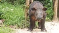 Indra, salah satu anak Badak Sumatera yang terancam punah saat berada di Suaka Rhino Sumatera (SRS) TN Way Kambas, Lampung Timur. Dari data SRS, populasi Badak Sumatera didunia tidak lebih dari 70 ekor dan hanya terdapat di Indonesia yakni di Lampung, Aceh, dan Kalimantan.