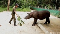 Petugas memberikan makan untuk anak Badak Sumatera bernama Indra yang berada di Suaka Rhino Sumatera (SRS) TN Way Kambas, Lampung Timur.