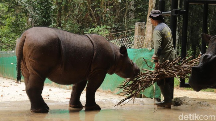 Badak Sumatera di SRS TN Way Kambas yang Terancam Punah