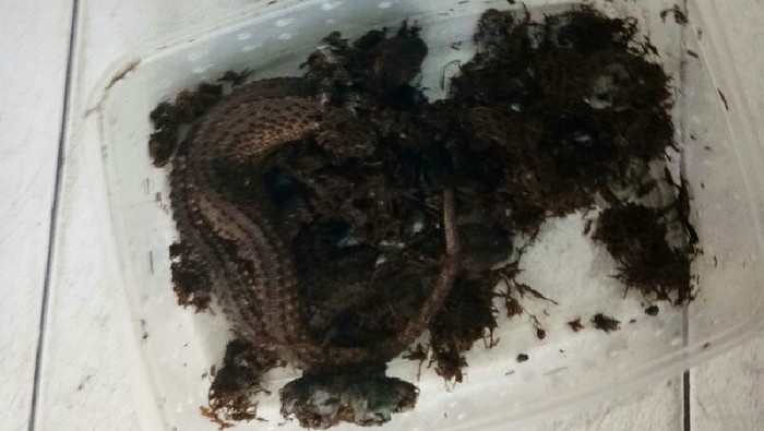 Dalam situs resmi Direktorat Jenderal Konservasi Sumber Daya Alam dan Ekosistem, Kementerian Lingkungan Hidup dan Kehutanan, disebutkan biawak tak bertelinga memiliki nama ilmiah Lanthanotus borneensis. Dalam bahasa Inggris disebut earless monitor lizard.