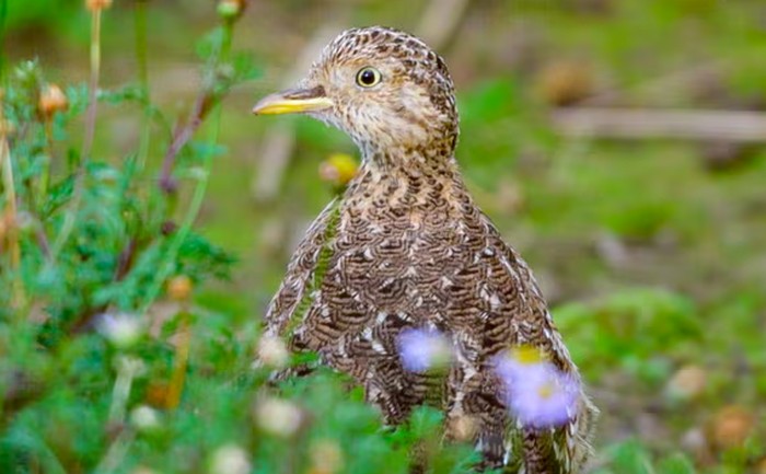 Burung langka