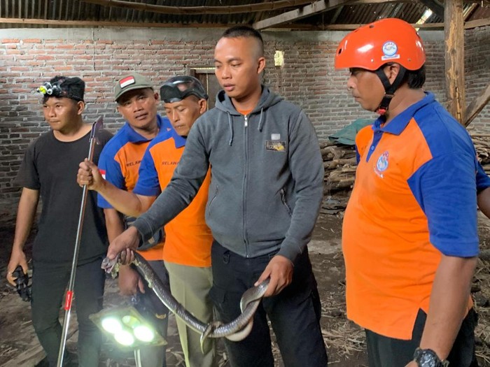 Evakuasi Kobra di Rumah Warga Madiun
