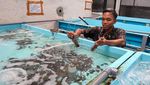 Geliat Budi Daya Lobster di Banyuwangi
