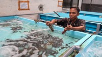 Pekerja mengambil lobster dari penampungan di Kampung lobster Banyuwangi, Jawa Timur, Rabu (19/2/2025).
