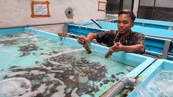 Geliat Budi Daya Lobster di Banyuwangi