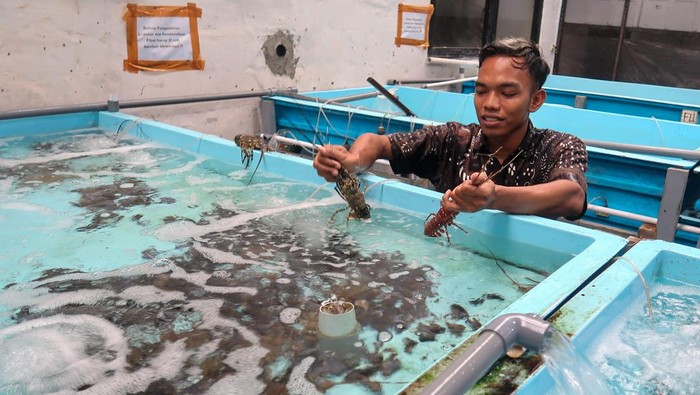 Geliat Budi Daya Lobster di Banyuwangi Pekerja mengambil lobster dari penampungan di Kampung lobster Banyuwangi, Jawa Timur, Rabu (19/2/2025). Kementerian Kelautan dan Perikanan (KKP) terus mendorong pengembangan budidaya lobster dengan cara berkolaborasi dengan pelaku usaha dan masyarakat guna meningkatkan perekonomian masyarakat pesisir serta memperkuat posisi Indonesia sebagai Produser lobster utama di dunia. ANTARA FOTO/Budi Candra Setya/nz