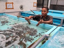 Geliat Budi Daya Lobster di Banyuwangi