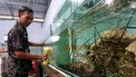 Geliat Budi Daya Lobster di Banyuwangi