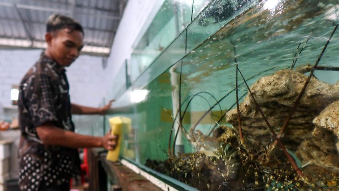 Pekerja mengambil lobster dari penampungan di Kampung lobster Banyuwangi, Jawa Timur, Rabu (19/2/2025). Kementerian Kelautan dan Perikanan (KKP) terus mendorong pengembangan budidaya lobster dengan cara berkolaborasi dengan pelaku usaha dan masyarakat guna meningkatkan perekonomian masyarakat pesisir serta memperkuat posisi Indonesia sebagai Produser lobster utama di dunia. ANTARA FOTO/Budi Candra Setya/nz