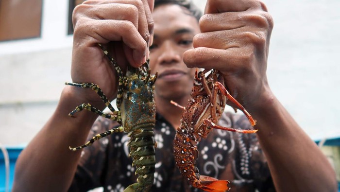 Pekerja mengambil lobster dari penampungan di Kampung lobster Banyuwangi, Jawa Timur, Rabu (19/2/2025). Kementerian Kelautan dan Perikanan (KKP) terus mendorong pengembangan budidaya lobster dengan cara berkolaborasi dengan pelaku usaha dan masyarakat guna meningkatkan perekonomian masyarakat pesisir serta memperkuat posisi Indonesia sebagai Produser lobster utama di dunia. ANTARA FOTO/Budi Candra Setya/nz